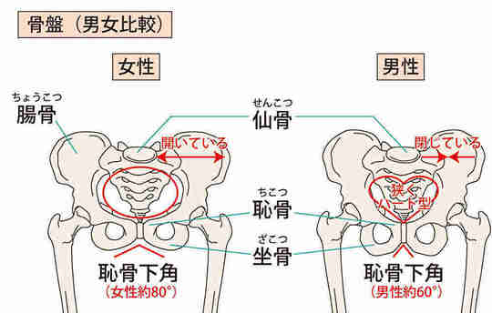 股関節痛の原因と治療について 春日井市で股関節痛でお悩みなら鍼灸マッサージ室ゆうせん 股関節痛の原因と治療について 春日井市で股関節痛でお悩みなら鍼灸マッサージ室ゆうせん