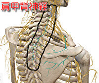背中の痛み 肩甲背神経と頚椎の関連痛 春日井市の鍼灸マッサージ室ゆうせん