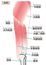 股関節痛の原因と治療について 春日井市で股関節痛でお悩みなら鍼灸マッサージ室ゆうせん 股関節痛の原因と治療について 春日井市で股関節痛でお悩みなら鍼灸マッサージ室ゆうせん
