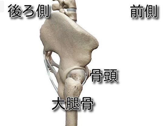 股関節痛の原因と治療について 春日井市で股関節痛でお悩みなら鍼灸マッサージ室ゆうせん 股関節痛の原因と治療について 春日井市で股関節痛でお悩みなら鍼灸マッサージ室ゆうせん